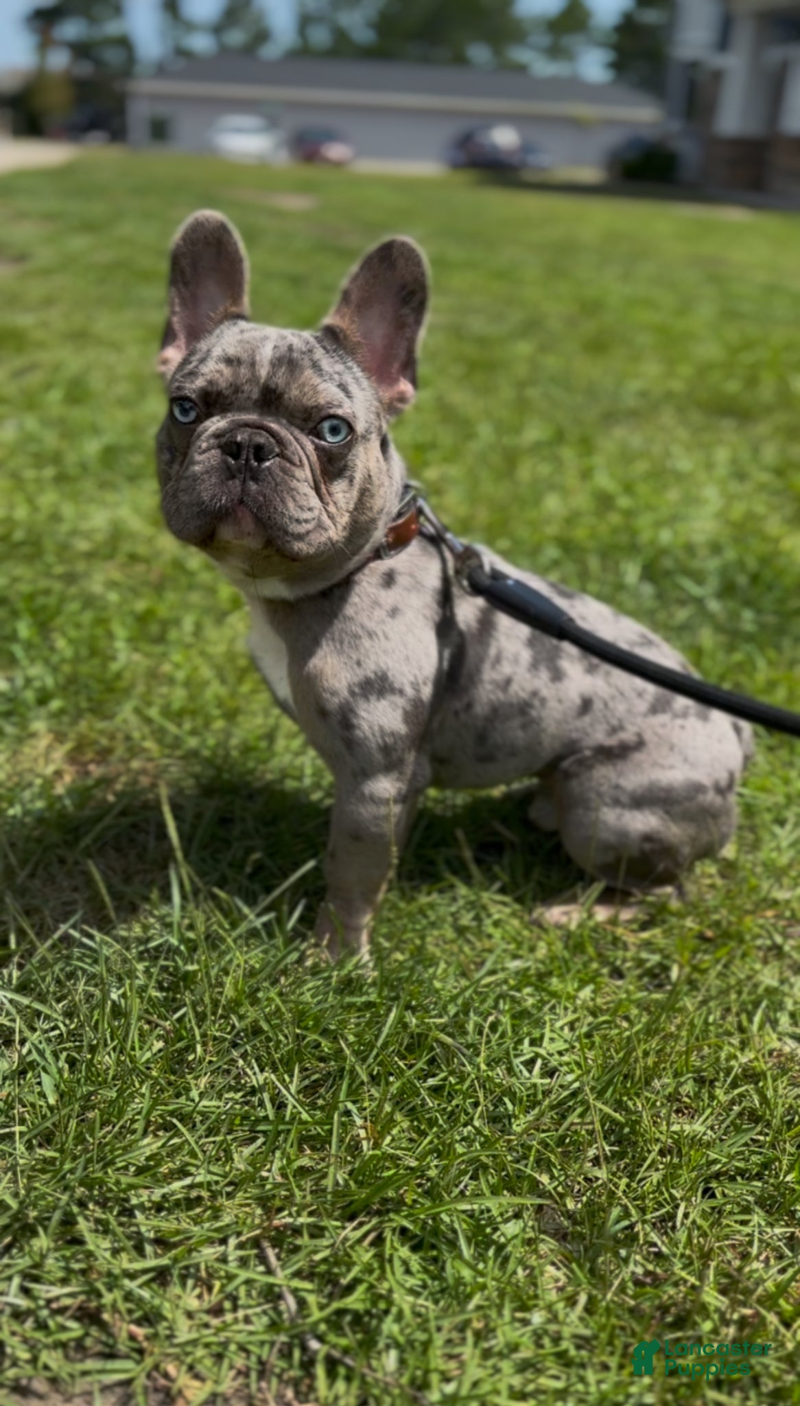 French Bulldog dogs for sale: Duke - Ad 2