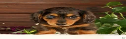 Miniature Dachshund dogs for sale: Thomas - Ad 4