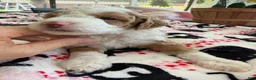 Mini Goldendoodle dogs for sale: Mini Goldendoodle 2 - Ad 6
