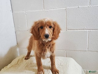 Mini Goldendoodle dogs Blossom - Ad 18