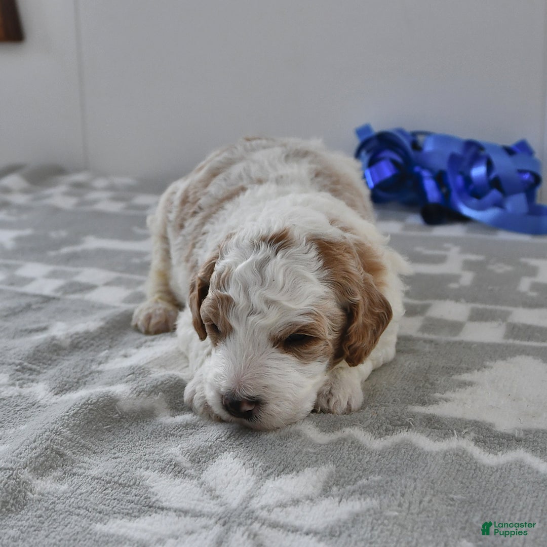Mini Goldendoodle dogs for sale: Fletcher - Ad 15