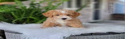 Mini Goldendoodle dogs for sale: Mini Goldendoodle 3 - Ad 4