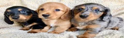 Miniature Dachshund dogs for sale: CHEESE CHEESE AND MORE CHEESE - Ad 10