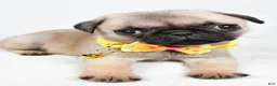 Pug dogs for sale: Archie - Ad 3
