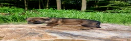 German Shepherd dogs for sale: German Shepherd 8 Thunder - Ad 4