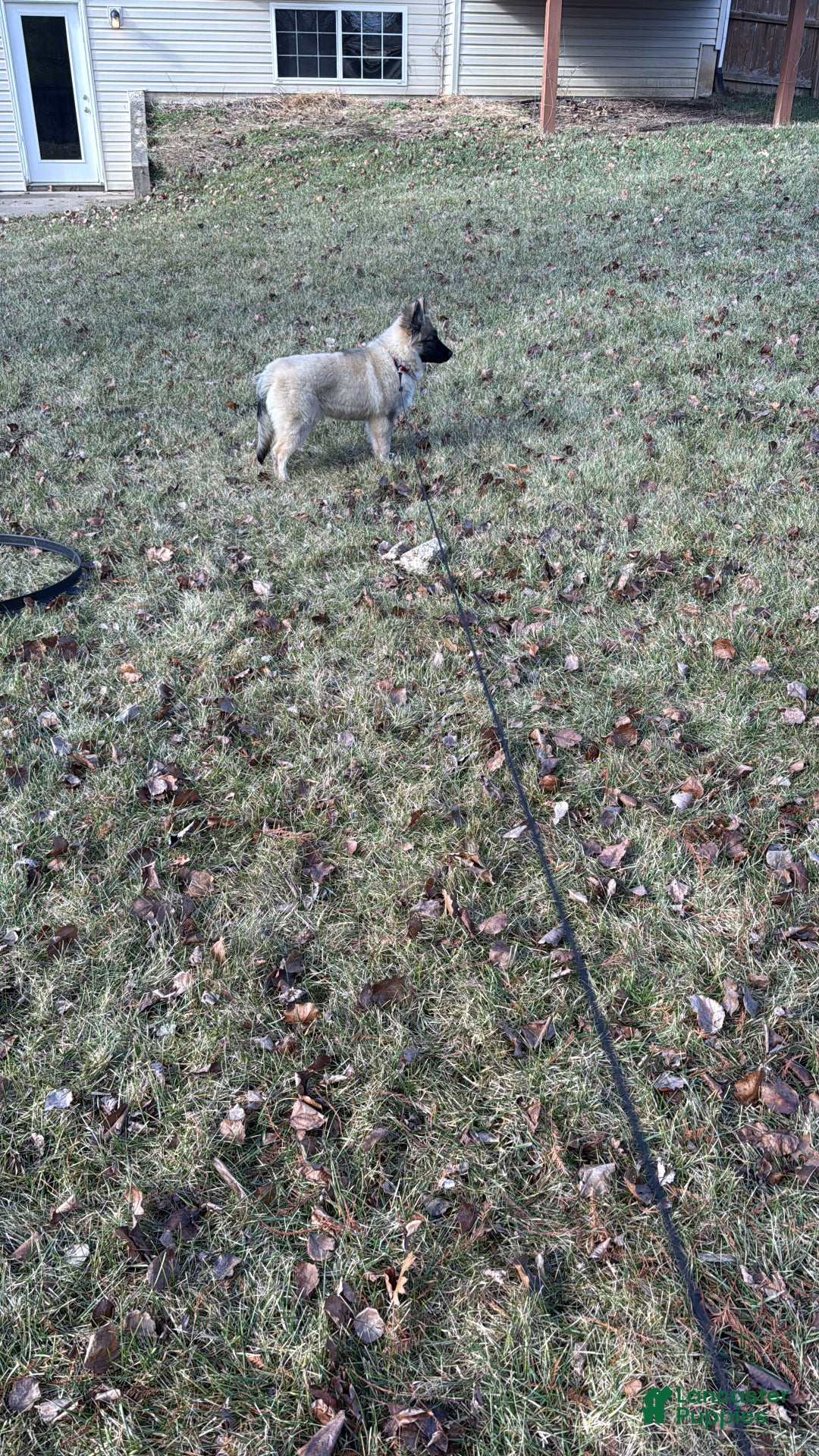 Mixed Breed dogs for sale: Mixed Breed Puppy 1 - Ad 2