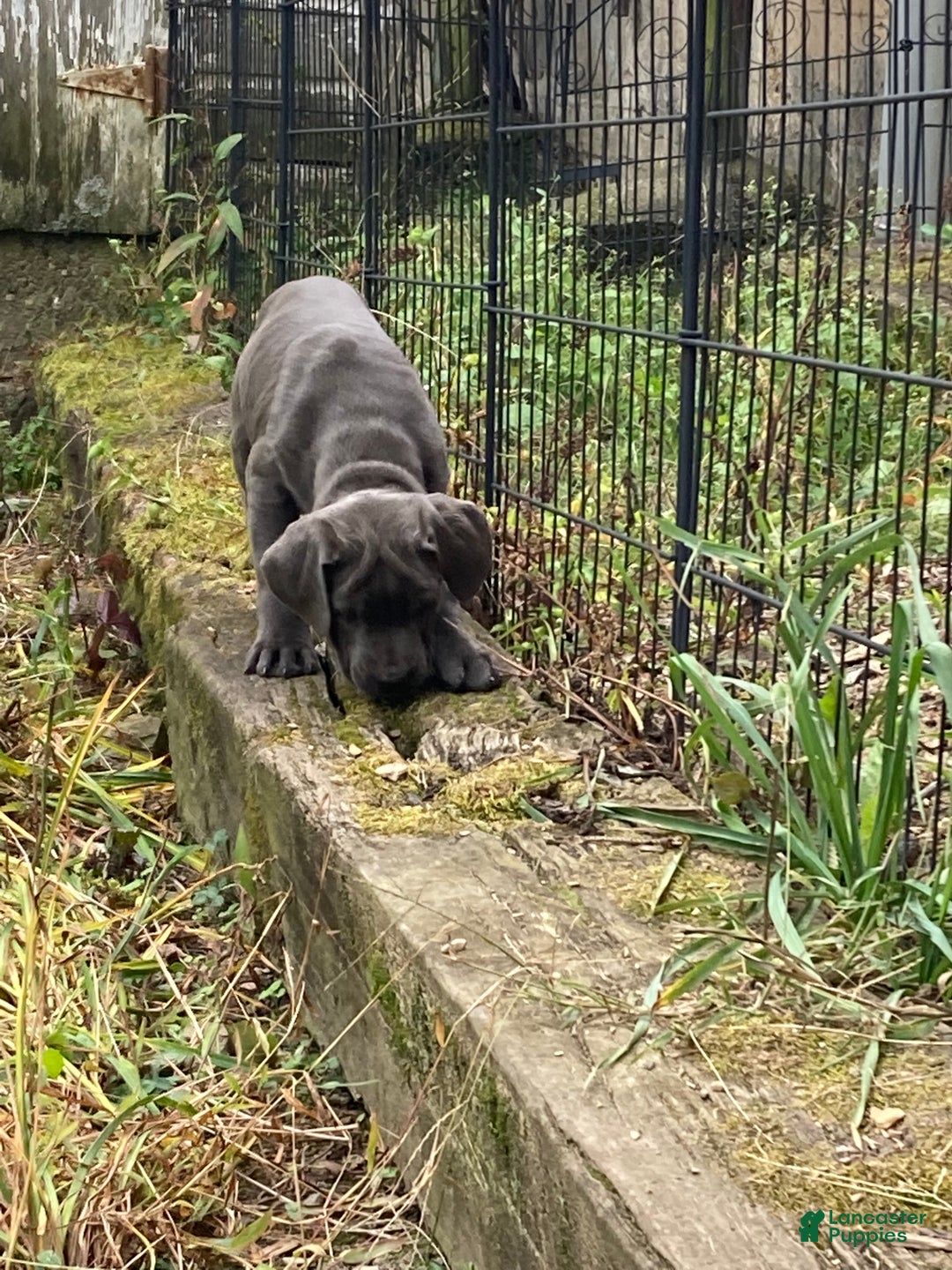 Cane Corso dogs for sale: Daffodil  - Ad 5