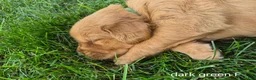 Golden Retriever dogs for sale: Daisy (Dark green collar) - Ad 3