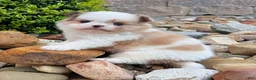 Mixed Breed dogs for sale: Chase - Ad 5