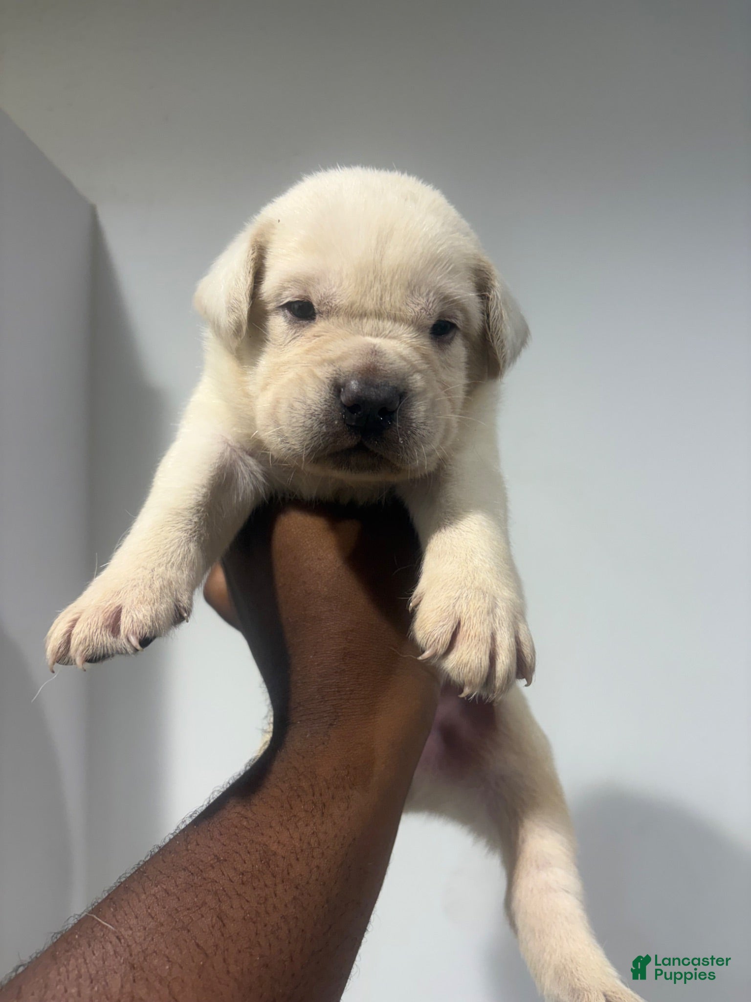 Cane Corso dogs Cane Corso 5 - Ad 1