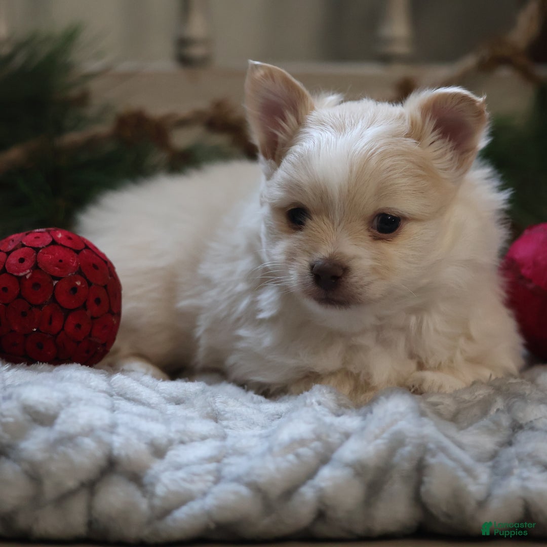 Maltipom dogs for sale: Kringle - Ad 3