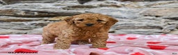 Mini Goldendoodle dogs for sale: Caramel - Ad 2