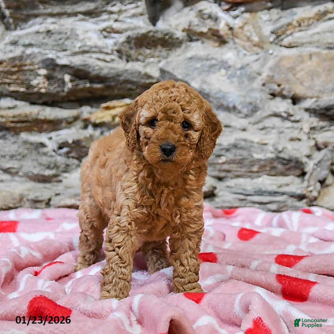 Mini Goldendoodle dogs for sale: Caramel - Ad 2