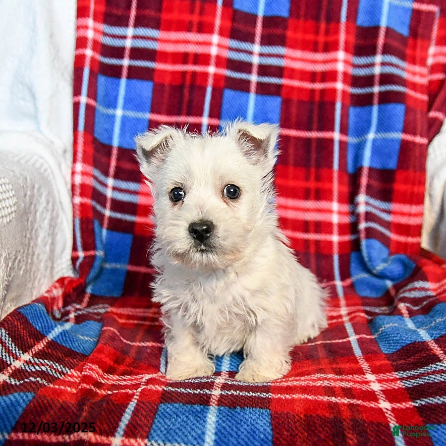 West Highland Terrier dogs Rufus - Ad 2