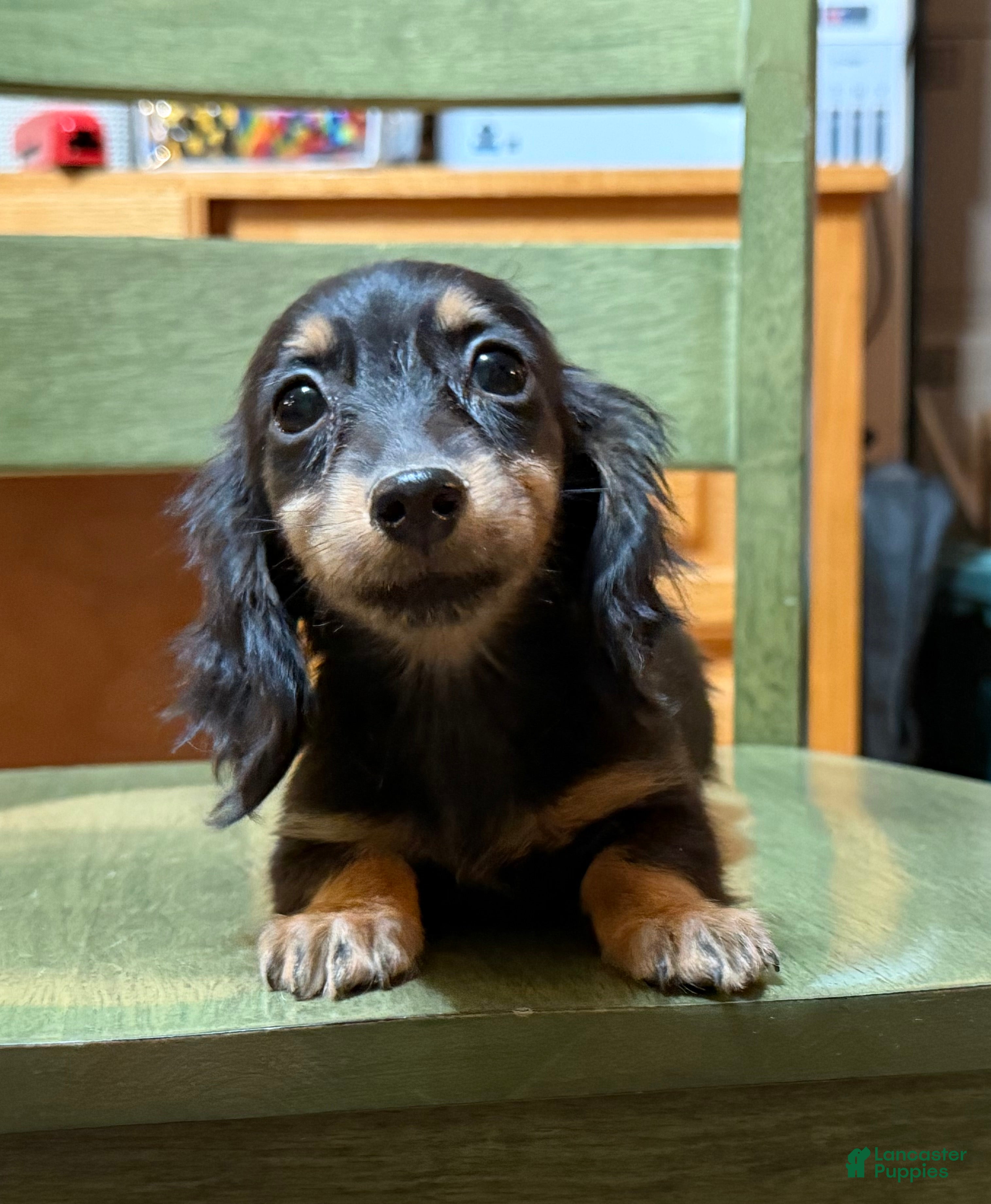 Miniature Dachshund dogs AKC Russian pra clear - Ad 4