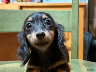 Miniature Dachshund dogs AKC Russian pra clear - Ad 5