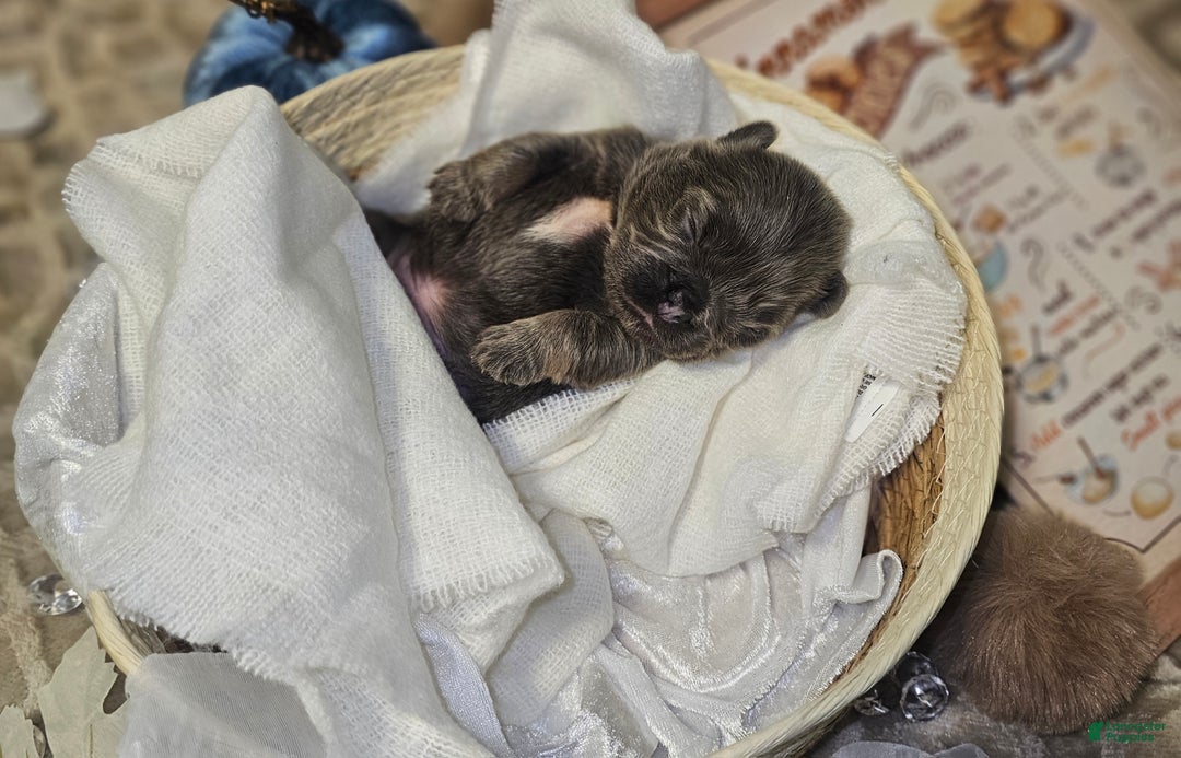 French Bulldog dogs for sale: Biscotti AKC Fluffy  - Ad 20