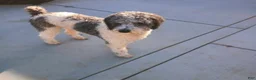 Mixed Breed dogs for sale: Labradoodle/ golden retriever mix Puppy 2 - Ad 2