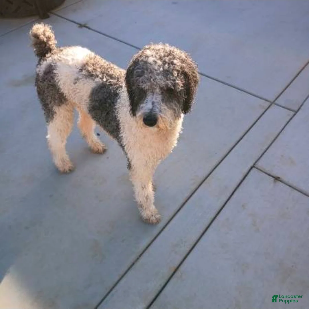 Mixed Breed dogs for sale: Labradoodle/ golden retriever mix Puppy 2 - Ad 2