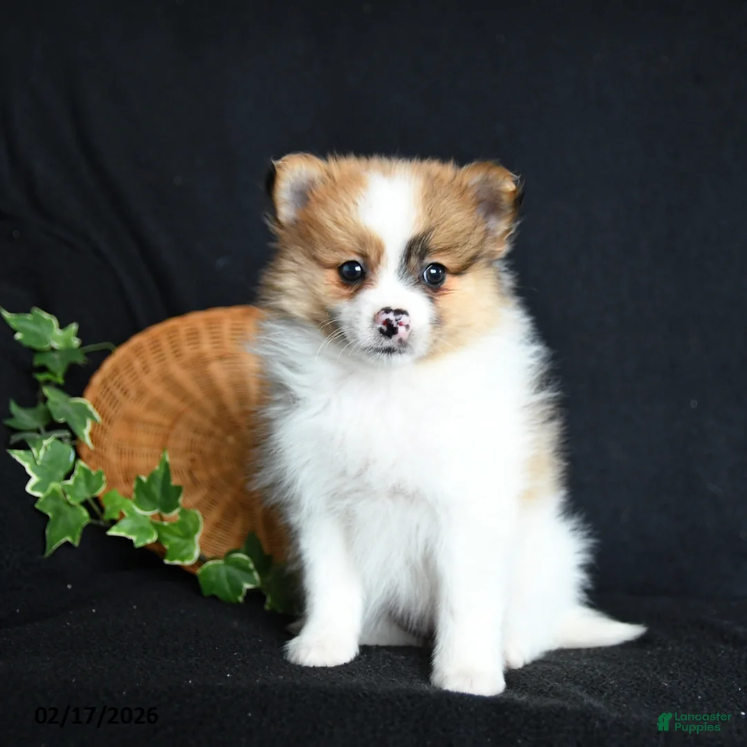 Pomeranian dogs for sale: Fifi - Ad 2