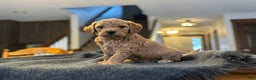 Goldendoodle dogs for sale: Felix - Ad 2