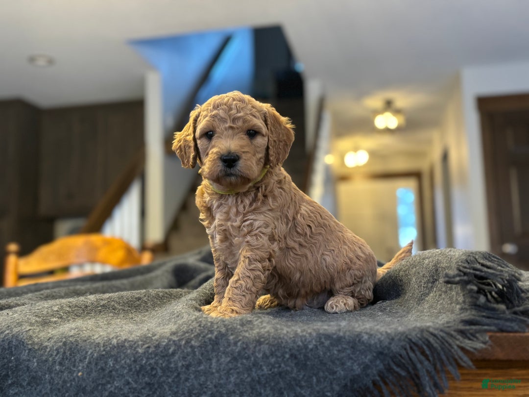 Goldendoodle dogs for sale: Felix - Ad 2