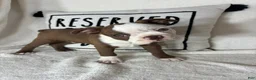 Boston Terrier dogs for sale: Butter - Ad 2