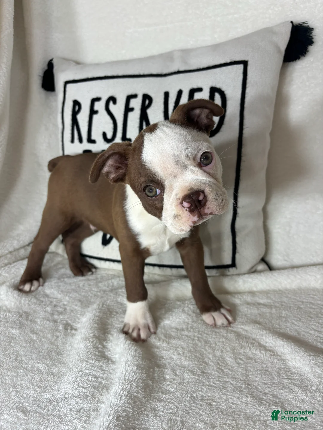 Boston Terrier dogs for sale: Butter - Ad 2