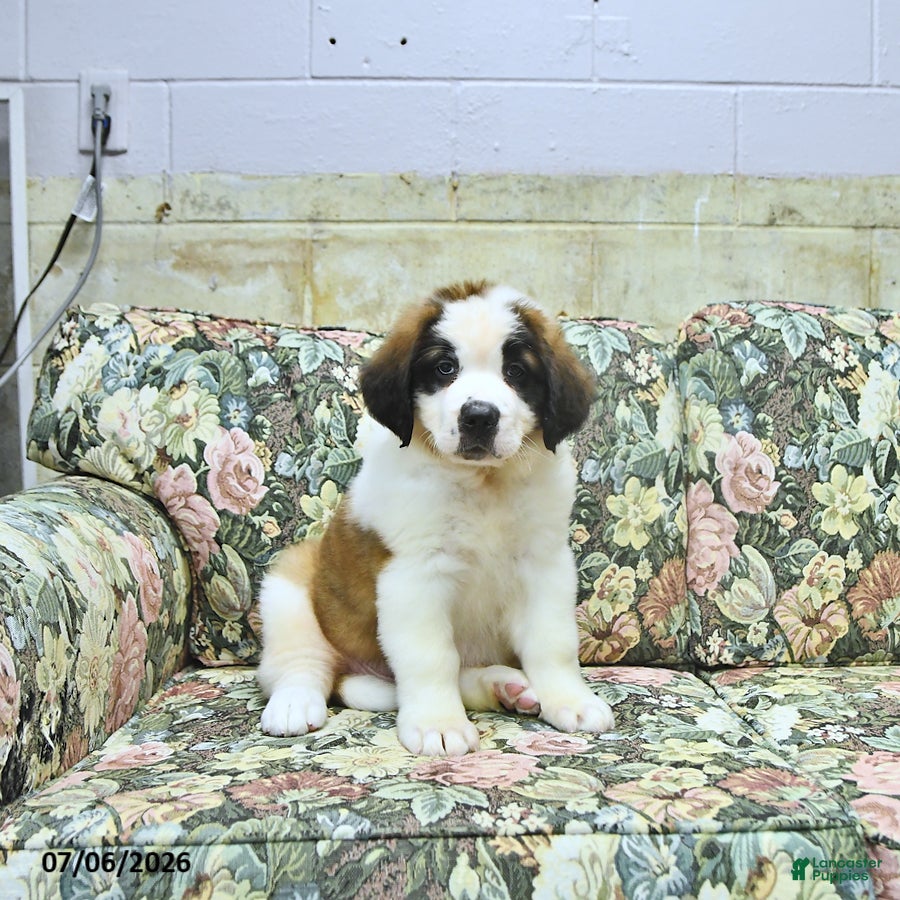 Saint Bernard dogs Bernie - Ad 1