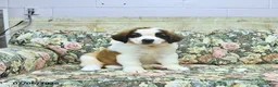 Saint Bernard dogs for sale: Bernie - Ad 1