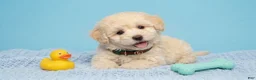 Maltipoo dogs for sale: GUCCI - Ad 1