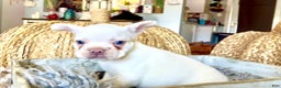 French Bulldog dogs for sale: Freddie - Ad 2
