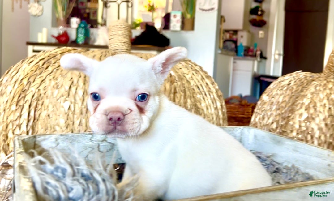 French Bulldog dogs for sale: Freddie - Ad 2