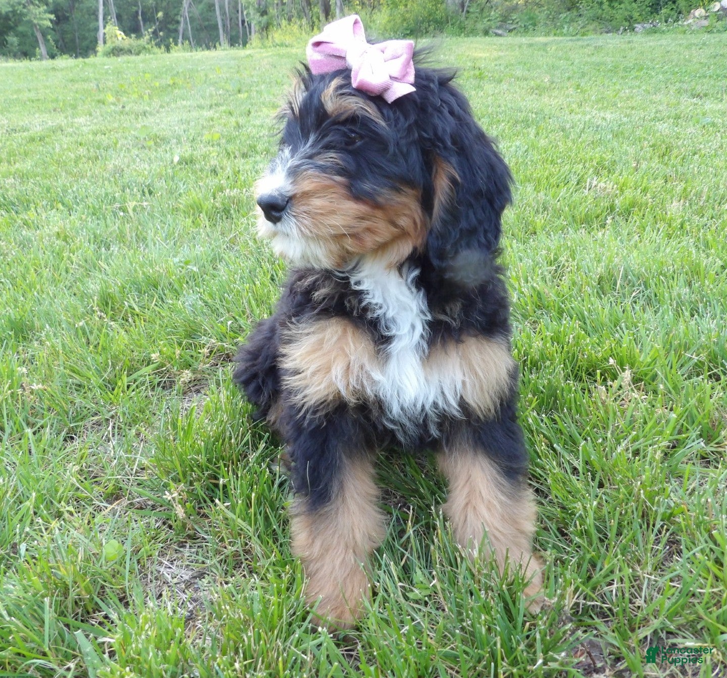 Bernedoodle dogs Lily - Ad 2