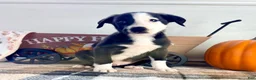 Border Collie dogs for sale: Cider - Ad 5