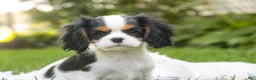 Cavalier King Charles Spaniel dogs for sale: Princess Cavalier King Charles Spaniel  - Ad 5