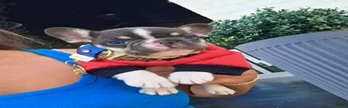 Otis