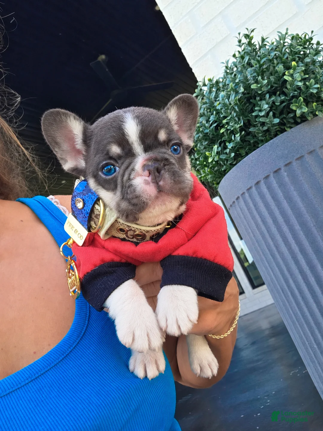 French Bulldog dogs for sale: Otis - Ad 1