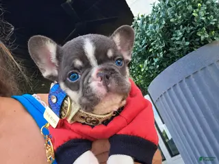 French Bulldog dogs Otis - Ad 27