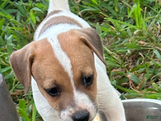 Jack Russell Terrier dogs - Ad 30