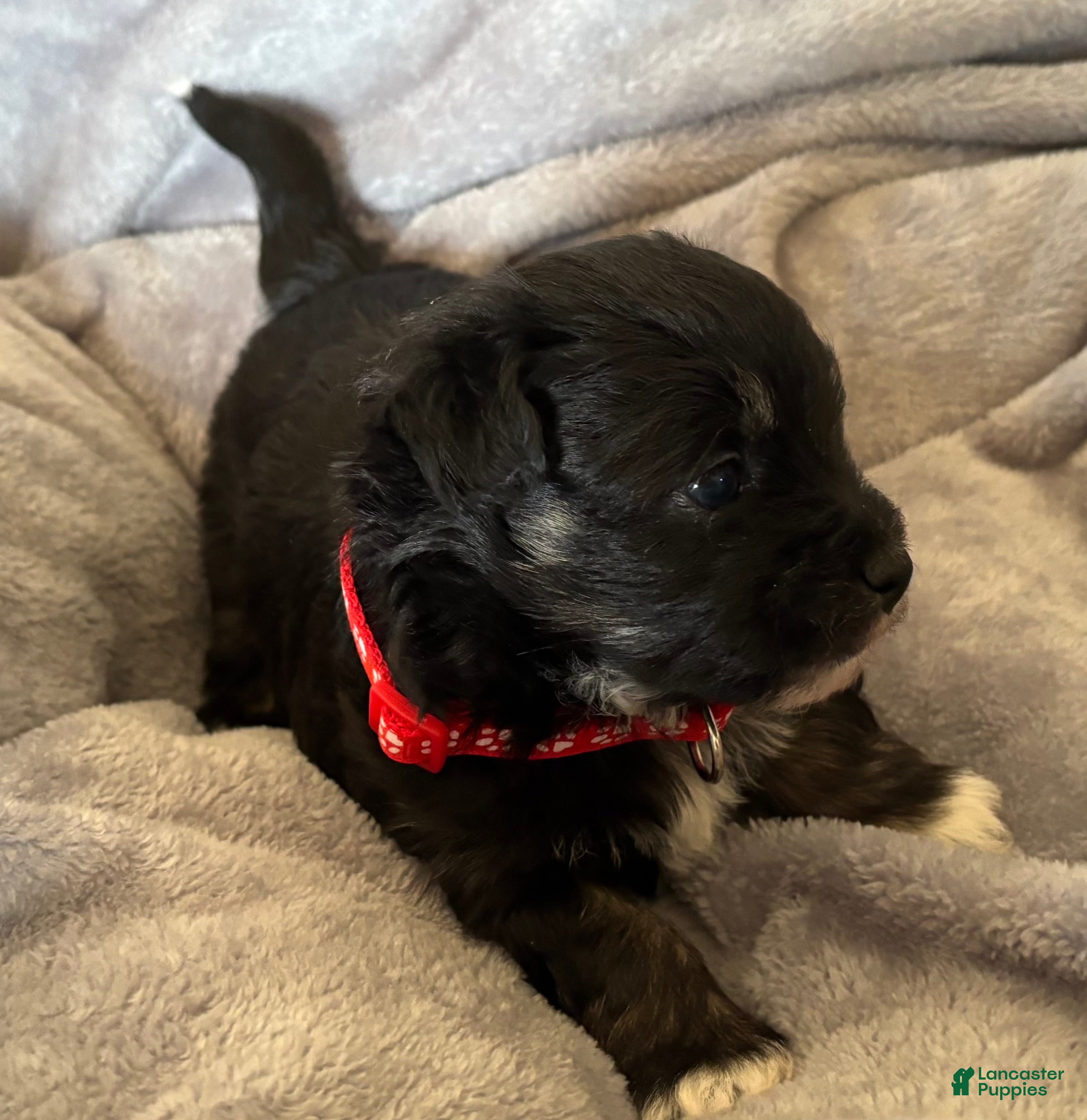 Havanese dogs Mickey - Ad 11