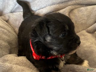 Havanese dogs Mickey - Ad 11