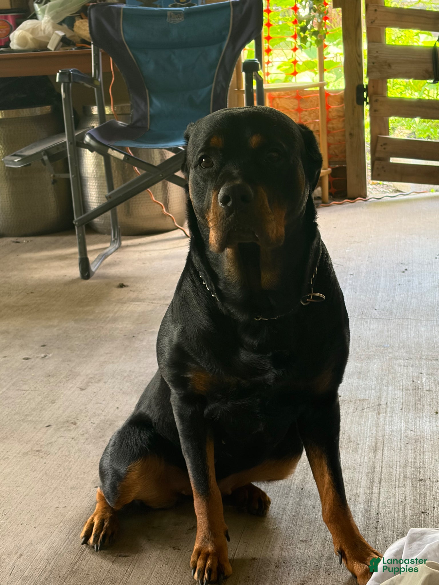 Rottweiler dogs Rottweiler Puppy 1 - Ad 19
