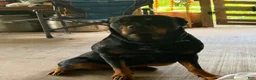 Rottweiler dogs for sale: Rottweiler Puppy 1 - Ad 1