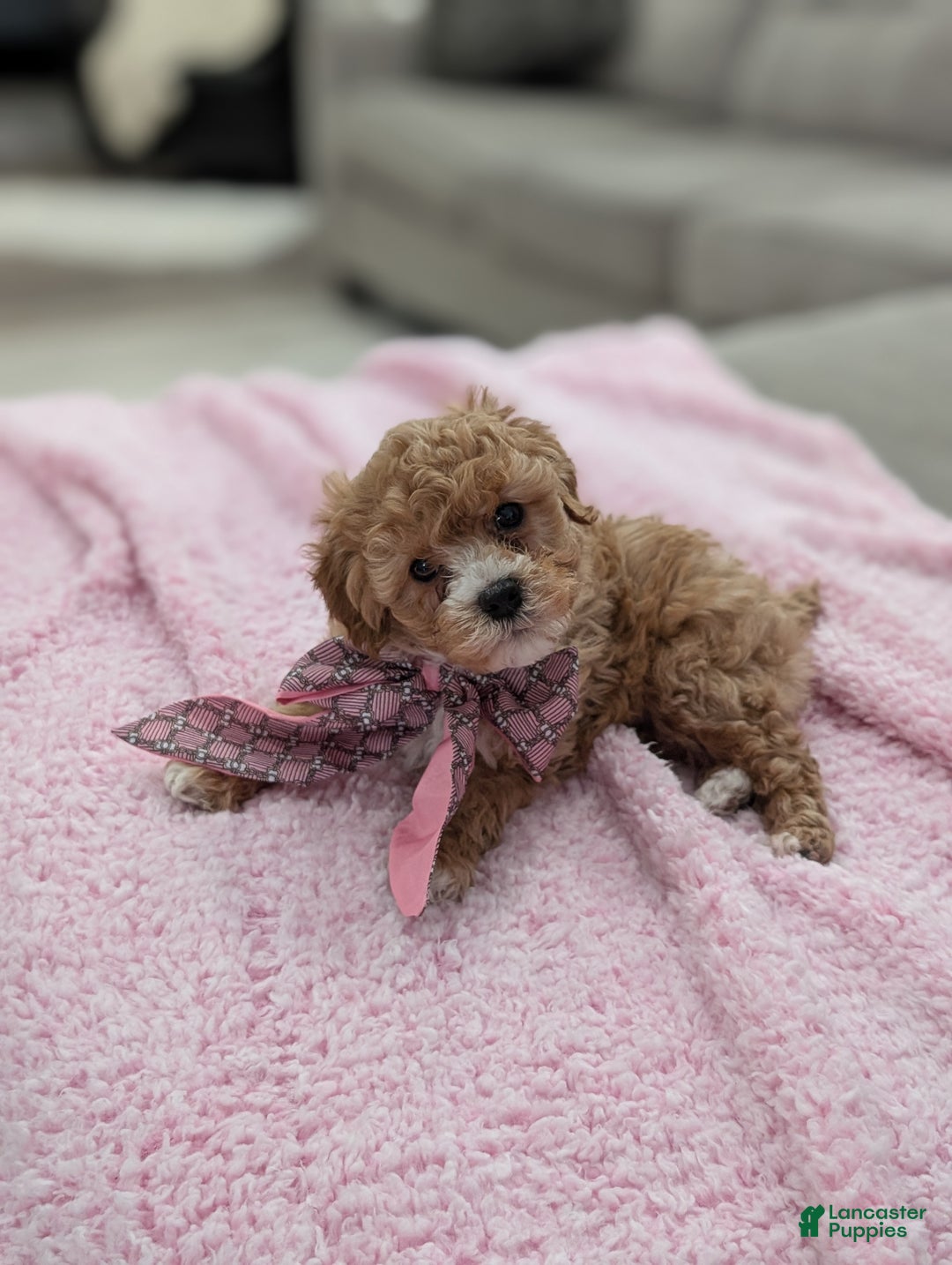 Toy Poodle dogs for sale: Wendy  - Ad 2
