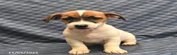 Jack Russell Terrier dogs for sale: Barky - Ad 3