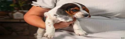 Beagle dogs for sale:  Dustin🐶 - Ad 8