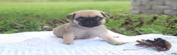 Pug dogs for sale: Leaf -female- - Ad 6