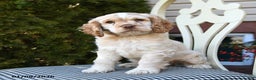 Cocker Spaniel dogs for sale: Casper - Ad 3