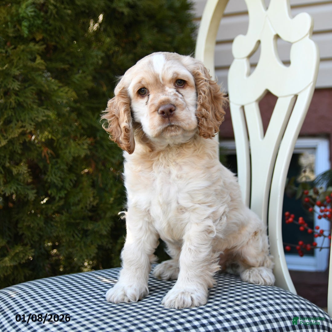 Cocker Spaniel dogs for sale: Casper - Ad 3